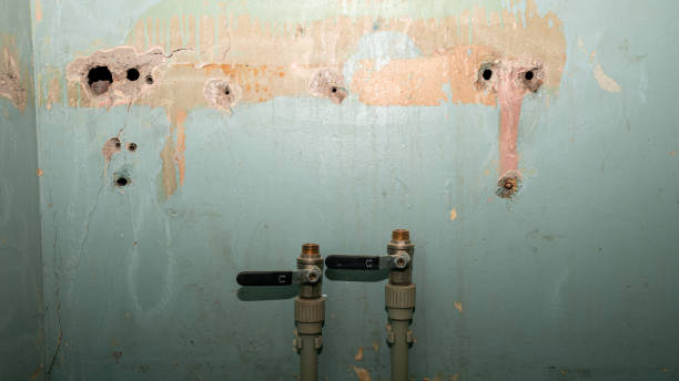 Best Mold removal after water damage  in Ojus, FL